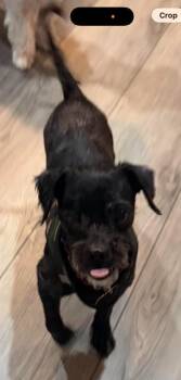 Terrier and Shih Tzu Dogs Available for Adoption in Huntington, New York - Diego | PetCurious