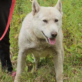 Rescue Husky Dogs for Adoption in Jefferson, New Hampshire - Rummy | PetCurious