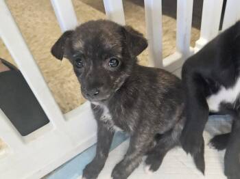 QUILL -  Chihuahua Dog for Adoption in Holbrook, New York - QUILL | PetCurious