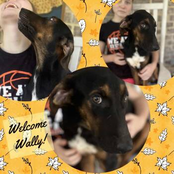 Rescue Black And Tan Coonhound and Labrador Retriever Dogs for Adoption in Cincinnati, Ohio - Wally | PetCurious