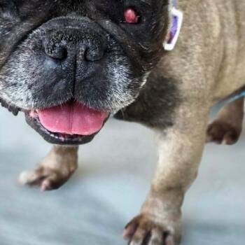 Serena -  French Bulldog Dog for Adoption in Austin, Texas - Serena | PetCurious