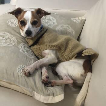 Jack Russell Terrier and Terrier Dogs Available for Adoption in Toronto, Ontario - Kano | PetCurious