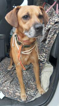 Millie -  Beagle and Mixed Breed Dog for Adoption in Saint Clairsville, Ohio - Millie | PetCurious