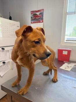 Staffordshire Bull Terrier and Catahoula Leopard Dog Dogs Available for Adoption in Fayetteville, Tennessee - Gouda | PetCurious