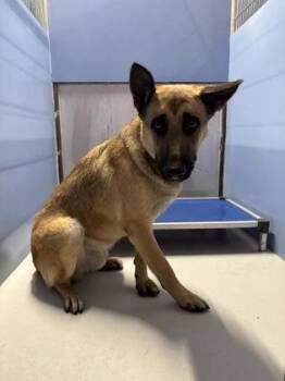 61509571 -  German Shepherd Dog and Mixed Breed Dog for Adoption in El Paso, Texas - 61509571 | PetCurious