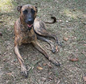 Rescue Dutch Shepherd and Mixed Breed Dogs for Adoption in Tallahassee, Florida - COCO | PetCurious