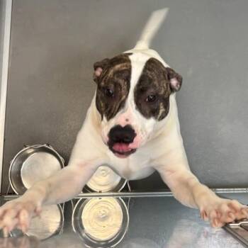 Captain -  American Bulldog Dog for Adoption in Des Moines, Iowa - Captain | PetCurious