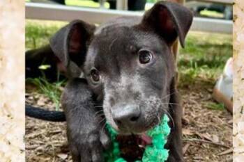 Labrador Retriever and Mixed Breed Dogs Available for Adoption in Westland, Michigan - Mickey | PetCurious