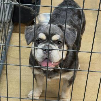 Bowser -  French Bulldog Dog for Adoption in Sealy, Texas - Bowser | PetCurious
