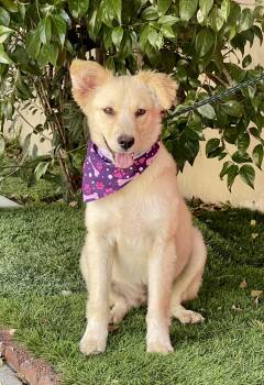 Border Collie and Golden Retriever Dogs Available for Adoption in Rowland Heights, California - PEARL | PetCurious