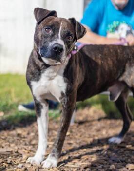 Hatband -  Mixed Breed Dog for Adoption in Chamblee, Georgia - Hatband | PetCurious