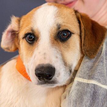 Mixed Breed Dogs Available for Adoption - Frankie *Avail Tues 3/17* *Avail By Appt* | PetCurious