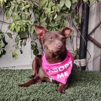 Rescue Mixed Breed Dogs for Adoption in San Diego, California - Tequila | PetCurious