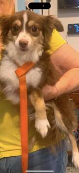 Gigi -  Pomeranian Dog for Adoption in Louise, Texas - Gigi | PetCurious