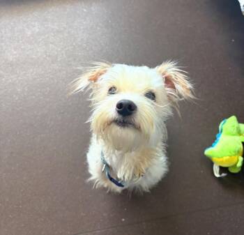 Henry -  Poodle and Maltese Dog for Adoption in Port Jervis, New York - Henry | PetCurious