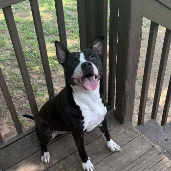 Pit Bull Terrier Dogs Available for Adoption - LOUIE  LOWER FEE!!! | PetCurious