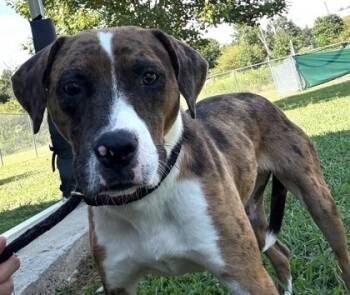 Rescue Catahoula Leopard Dog and Boxer Dogs for Adoption in Cumming, Georgia - Chocolate Chip 1025-25 | PetCurious