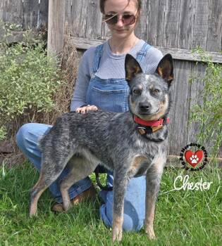 Cattle Dog Dogs Available for Adoption in Joliet, Illinois - Chester | PetCurious