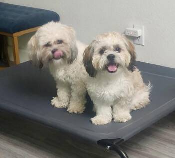 Shih Tzu Dogs Available for Adoption in Surrey, British Columbia - Roxy And Jackson  | PetCurious