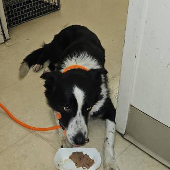 Scout -  Australian Shepherd Dog for Adoption in Lake Panasoffkee, Florida - Scout | PetCurious