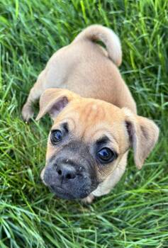 Mischief (Meet me 8/15) -  Pug Dog for Adoption in Gainesville, Virginia - Mischief (Meet Me 8/15) | PetCurious