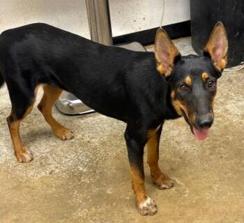 Virginia -  Doberman Pinscher and German Shepherd Dog Dog for Adoption in Lockhart, Texas - Virginia | PetCurious