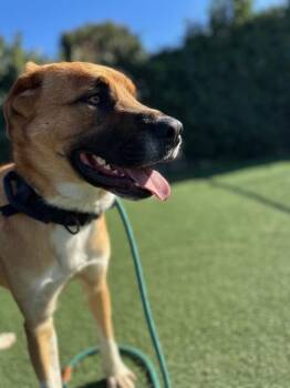 Winston -  German Shepherd Dog Dog for Adoption in Vallejo, California - Winston | PetCurious