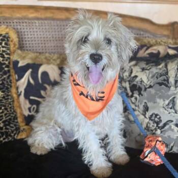 Nessa -  Poodle and Miniature Schnauzer Dog for Adoption in Boerne, Texas - Nessa | PetCurious