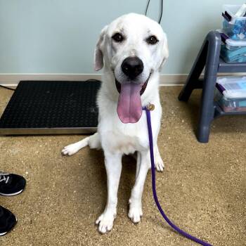 Mixed Breed Dogs Available for Adoption - Appa | PetCurious