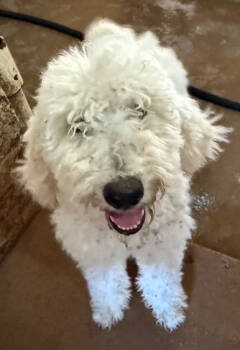 Rescue Poodle Dogs for Adoption in Thompson Falls, Montana - Odyssey | PetCurious