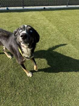 Trippy -  Mixed Breed Dog for Adoption in Lafayette, Indiana - Trippy | PetCurious