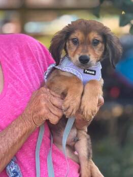 Champ -  Collie Dog for Adoption in Ashville, Ohio - Champ | PetCurious