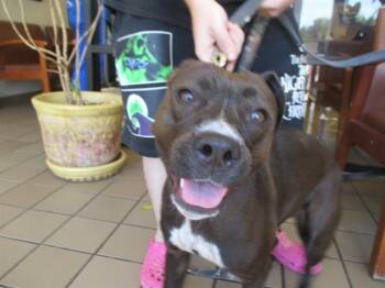 Rescue Staffordshire Bull Terrier Dogs for Adoption in Ocala, Florida - SPY | PetCurious