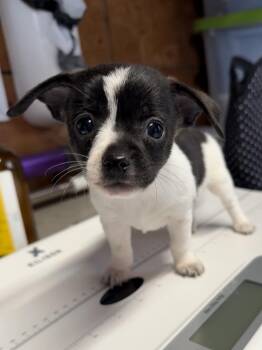 Toy Fox Terrier and Chihuahua Dogs Available for Adoption - Talvi | PetCurious