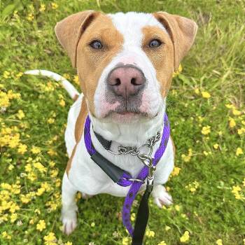 Misty -  Mixed Breed Dog for Adoption in Matteson, Illinois - Misty | PetCurious