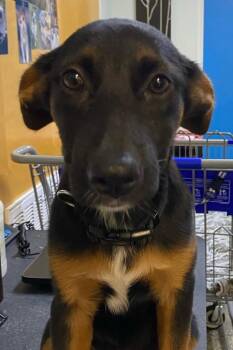 Abyss -  Mixed Breed Dog for Adoption in Ocala, Florida - Abyss | PetCurious