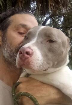 Rescue Pit Bull Terrier Dogs for Adoption in Pompano Beach, Florida - Flash | PetCurious