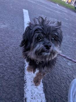 Ellie -  Shih Tzu Dog Available for Adoption in Vaudreuil-dorion, Quebec - Ellie | PetCurious