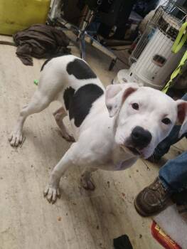 Rescue American Pit Bull Terrier Dogs for Adoption in Richmond, Indiana - Cowboy | PetCurious