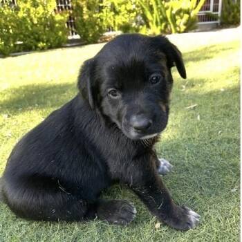 Sofia -  Golden Retriever and Cattle Dog Dog for Adoption in Larkfield-wikiup, California - Sofia | PetCurious