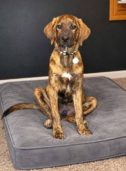 Schnookums -  Mixed Breed Dog for Adoption in De Pere, Wisconsin - Schnookums | PetCurious