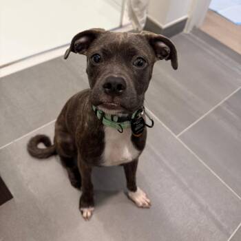Macadamia -  Pug and Chihuahua Dog for Adoption in New York, New York - Macadamia | PetCurious