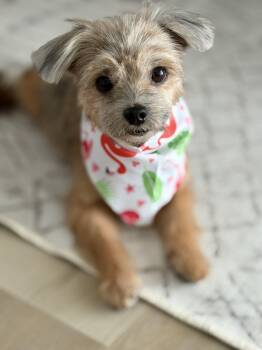 Bandi -  Yorkshire Terrier Dog for Adoption in Bradenton, Florida - Bandi | PetCurious