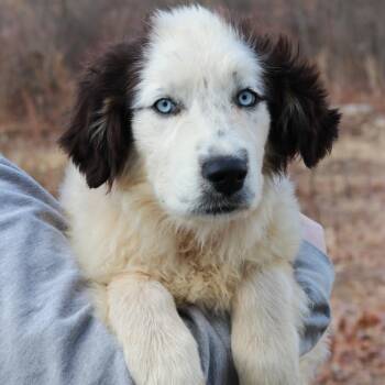 Great Pyrenees and Husky Dogs Available for Adoption - CT Ares | PetCurious