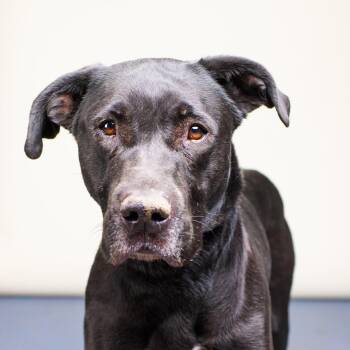 Labrador Retriever and Mixed Breed Dogs Available for Adoption in Palm Springs, California - Raven | PetCurious