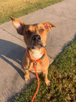 Lady -  Boxer and Pit Bull Terrier Dog for Adoption in Stillwater, Oklahoma - Lady | PetCurious