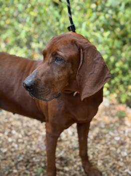 Rescue Redbone Coonhound Dogs for Adoption in Sudbury, Massachusetts - Scarlett | PetCurious