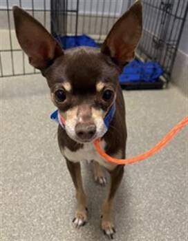 CHAOS -  Chihuahua Dog Available for Adoption in Las Vegas, Nevada - CHAOS | PetCurious