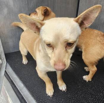 Dachshund and Chihuahua Dogs Available for Adoption - RUCKUS | PetCurious