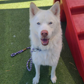 Rescue Husky Dogs for Adoption in Apache Junction, Arizona - Denver | PetCurious